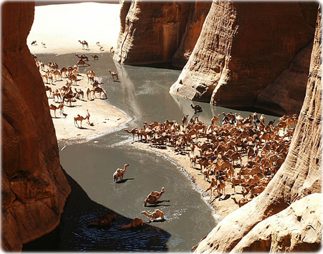 Camelos