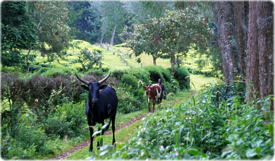 Floresta