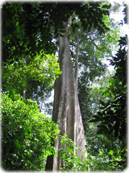 Parque