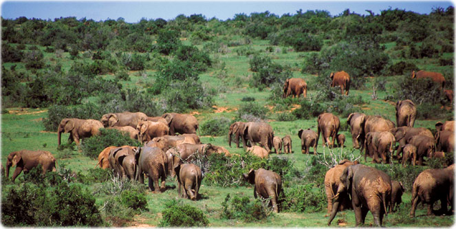 Addo Park