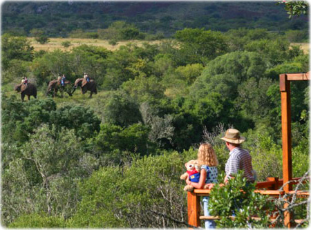 Addo Safari