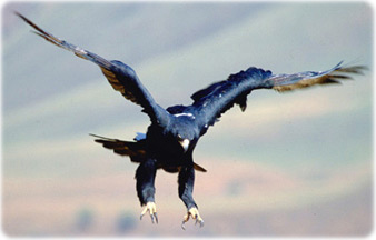 Aguia Negra