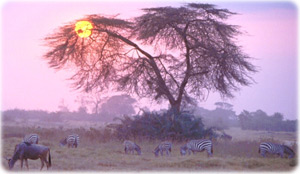 Amboseli National Park