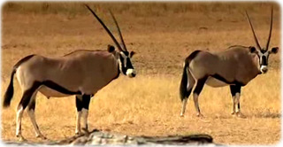 Antelope