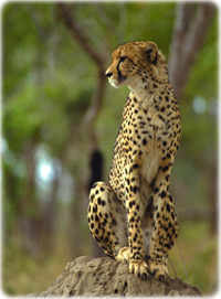 Cheetah
