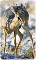 Dik Dik