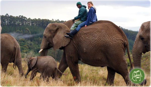 Knysna Elephant Park