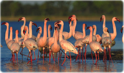 Flamingos
