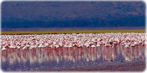 Flamingos
