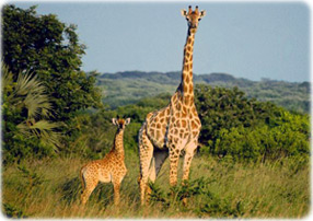 Girafas