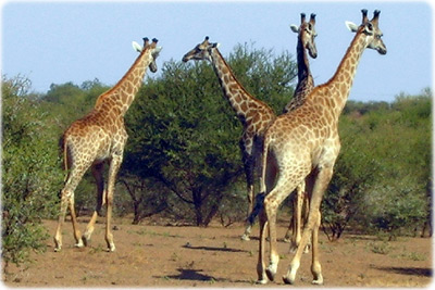 Girafas