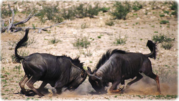 Gnus