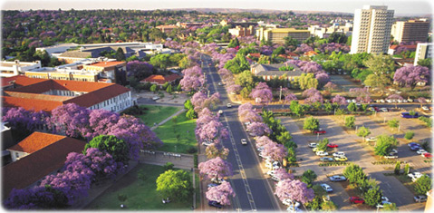 Jacaranda
