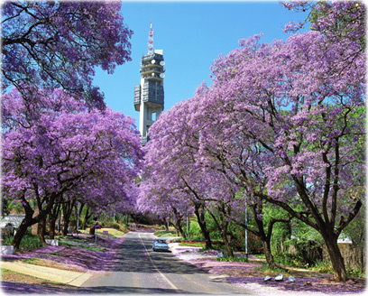 Jacarandas