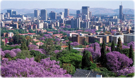 Jacarandas