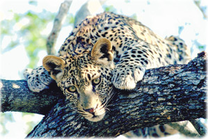 Leopardo