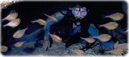 Mergulho