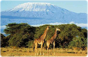 Kilimanjaro