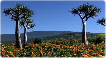 Northern Cape