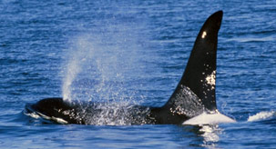 Orca