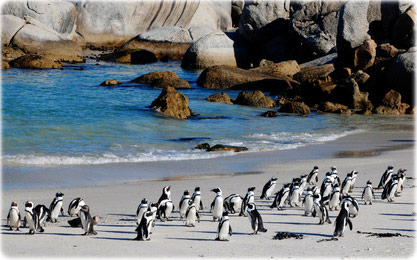 Pinguins na África do Sul