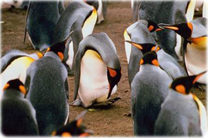 Pinguins