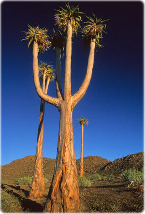Richtersveld