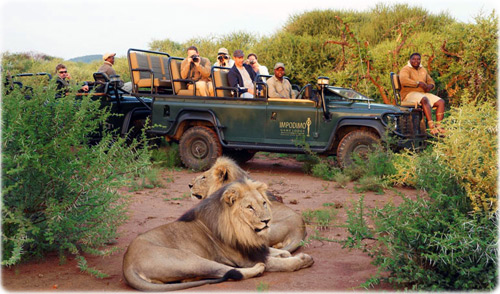 Safari Africa