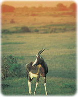 Safari Animais