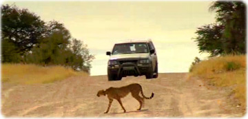 Safari