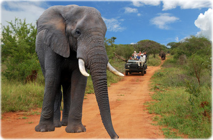Safari Kruger