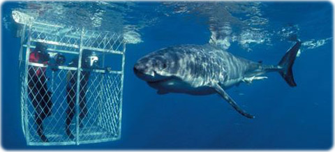 Shark Diving