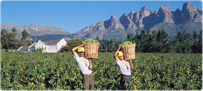 Vineyard
