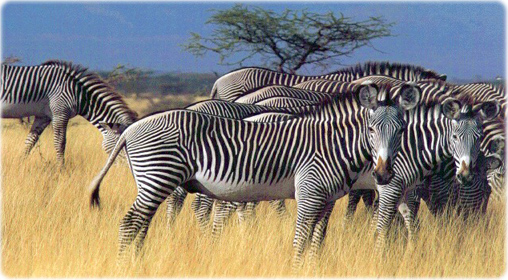 Zebras