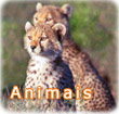 Animais