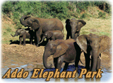 Parque Elefantes Addo