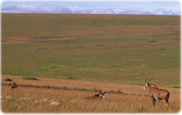 Antilopes