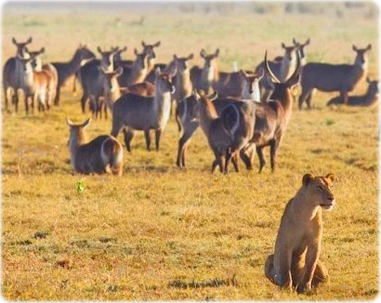 Safari Africa