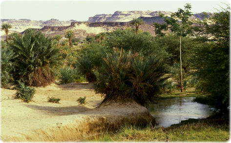 Oasis