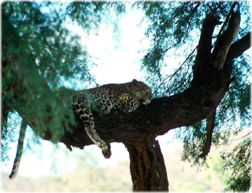 Leopardo