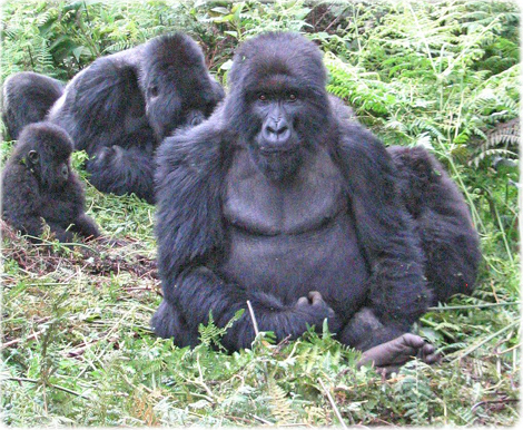 Gorilas