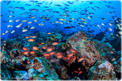 Peixes