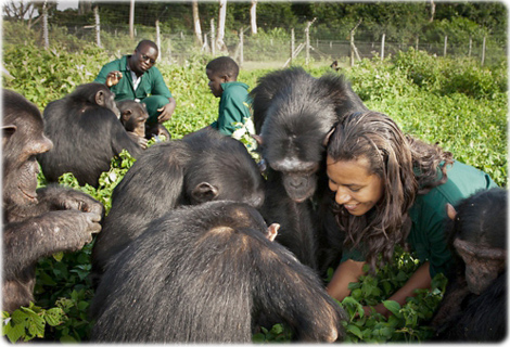 Chimpanzes