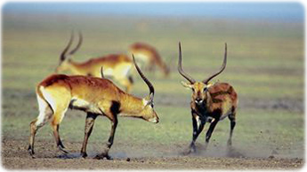 Antilope