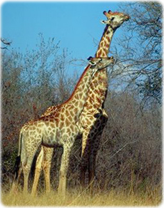 Girafas